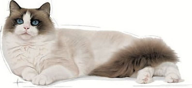 Royal Canin Ragdoll Adult Trockenfutter für erwachsene Katzen mit Geflügel 2kg