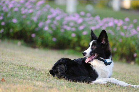 Num'axes Canicalm Dog Training Shock Collar Anti Barking