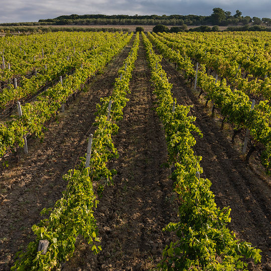 Abelon 3 Годишен в Кутия 48% 700ml