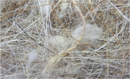 Sisal Fibre Υλικό Φωλιάς Πτηνών
