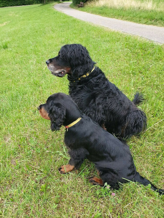 Max & Molly Ruler Ошийник Large 25мм x 39 - 62см