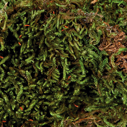 Trixie Vivarium Moss Substrate for Reptiles Terrarium 200gr