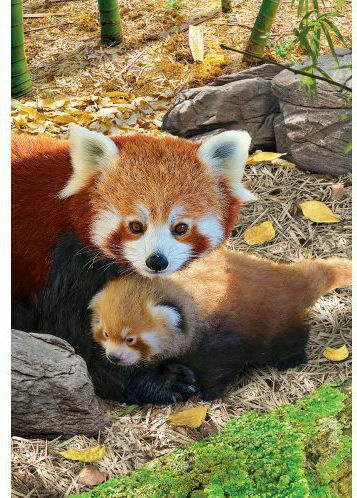 Детски Пъзел Save the Planet - Red Pandas 250бр Eurographics