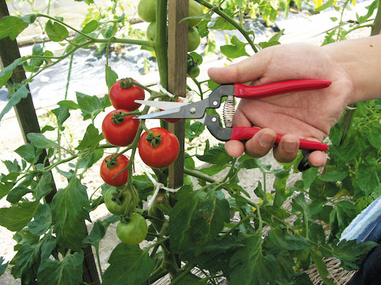 Ars 300L Harvesting Shears Length 19cm with Maximum Cutting Diameter 30mm