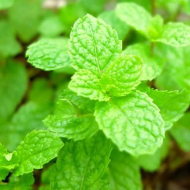 Astral Pool Fragrance Mint