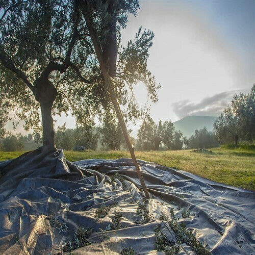 Rigas Olive Sail 6x12m Densitate 100gr/m²