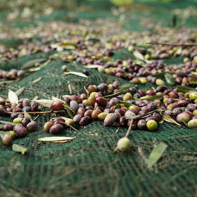 Olivenet Economy Olive Harvesting Net 80gr/m² 7x12m