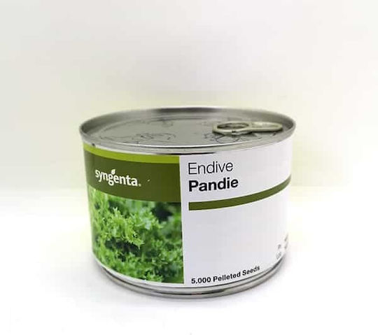 Syngenta Seeds Endive (Cichorium) Pandie 5000pcs