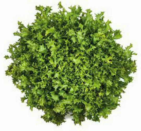 Syngenta Seeds Endive (Cichorium) Pandie 5000pcs