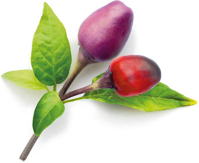 Click and Grow Purple Chili Pepper Seeds Peppers