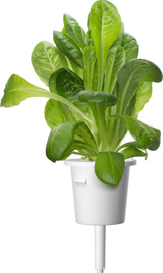 Click and Grow Σπόροι Μαρουλιού Romaine 3τμχ