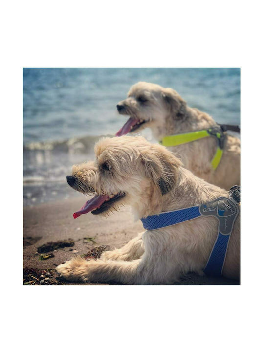 Pet Camelot Dog Harness Cinquetorri 4 Red 35-45cm C100RD040