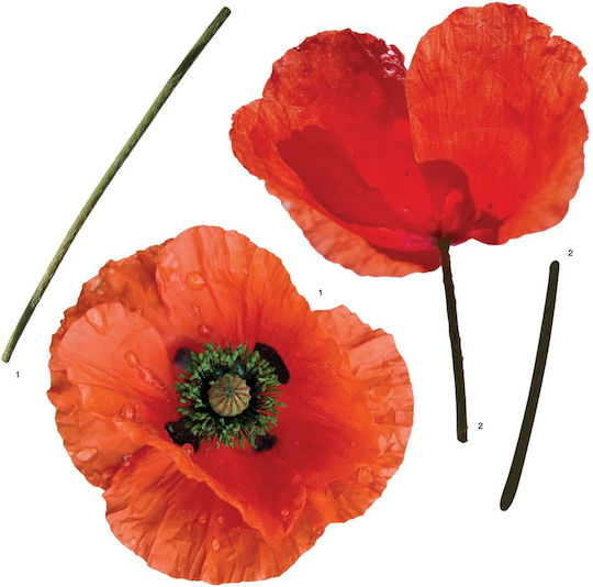 Декоративен Стикер За Стена Poppies 1 Брой Ango