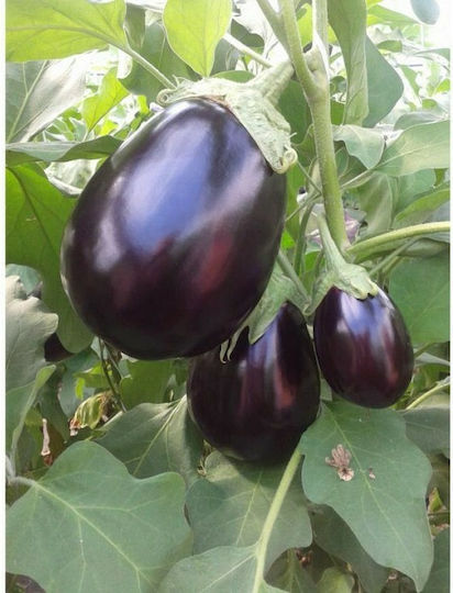 Rigakis Seeds Семена Патладжанς Далия Rigakis Seeds Семена Патладжанς Далия
