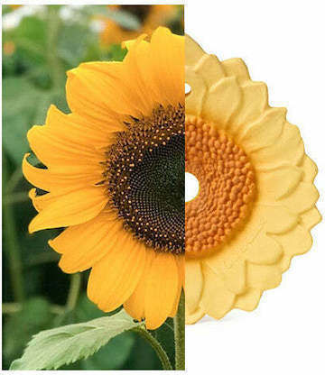 Oli&Carol Sun The Sunflower Teether from Rubber for 0 Months+