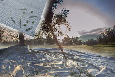 Olive Harvesting Sail 100gr/m² 8x12m