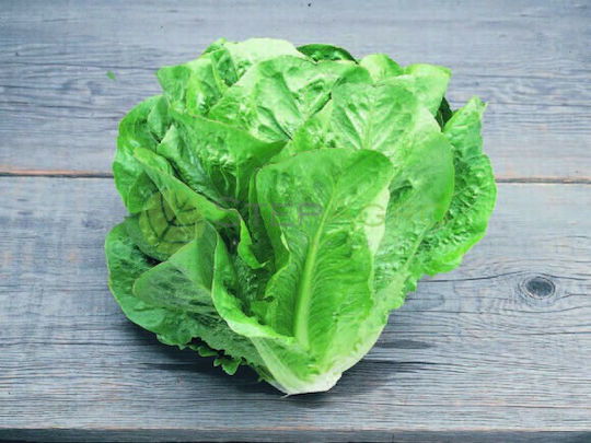 Agris Samen Salat Grüne Türme 500gr