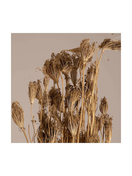 GloboStar Dried Plant Wild Carrot Beige 80cm