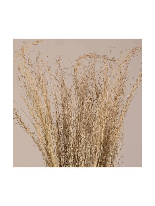 GloboStar Dried Plant Ασημένια Χλόη Beige 60cm with LED 1pcs