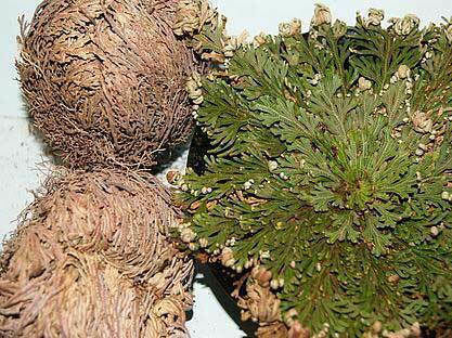 Secret Herbs Φυτό Роза от Йерихон