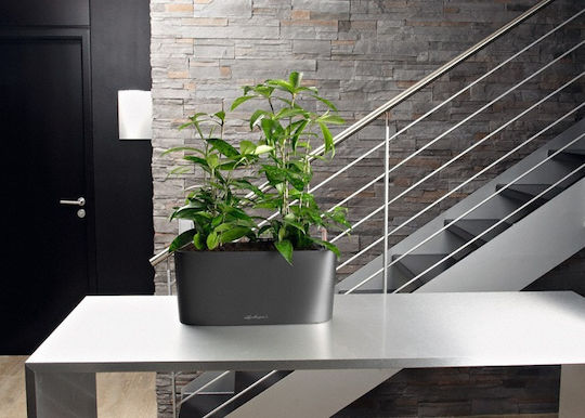 Lechuza Delta Self-watering Planter Box Plastic Gray 40x15x18cm.