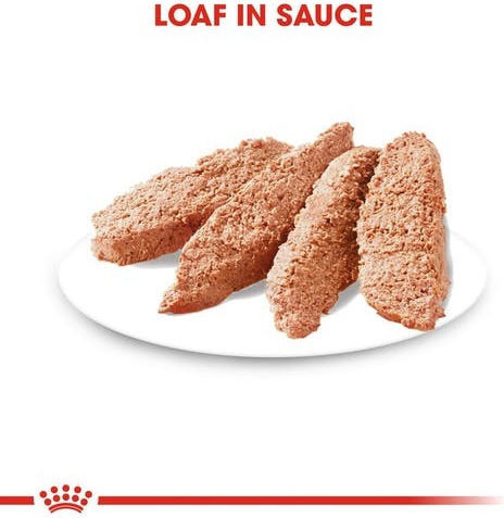 Royal Canin Coat Care Wet Food Dogs in Pouches with Meat 12x85gr 1736010