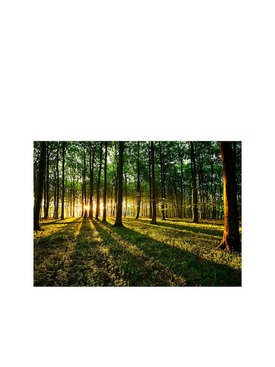 Fototapet de Perete 100x70cm Spring: Morning in the Forest Tesatura