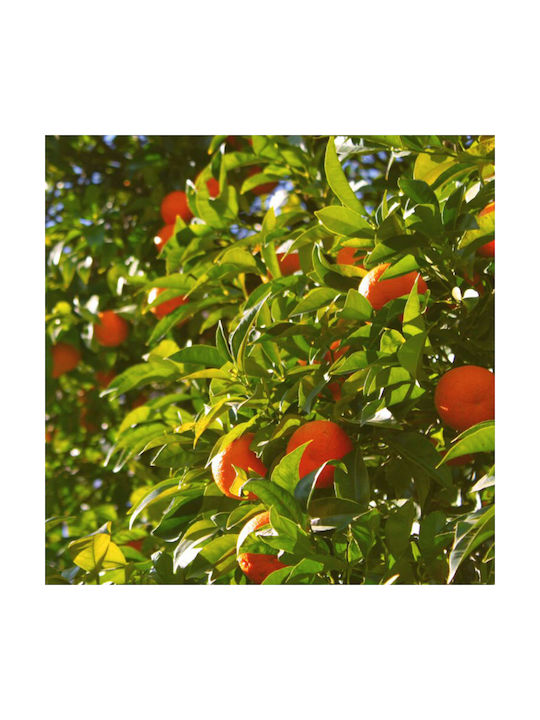 Cereria Molla Υγρό Αναπλήρωσης για Diffuser με Άρωμα Βασιλικός & Μανταρίνι 1348 200ml