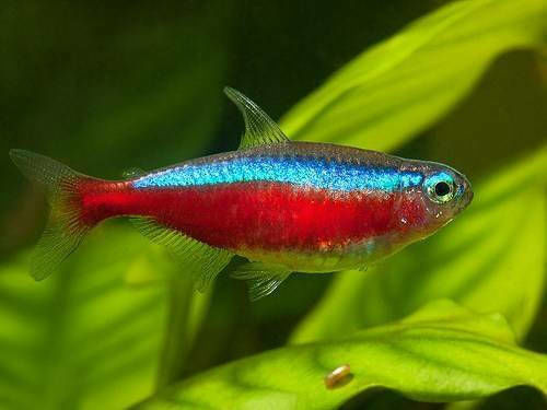 Ζωντανα Kaρδιναλιοι Τετρα Amazon Mini 2.5 - 3.0 cm