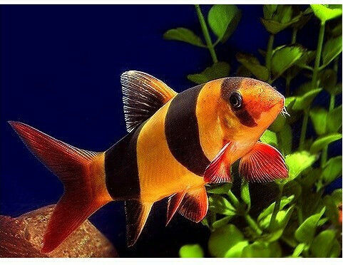 Abyssos Clown Loach (Chromobotia Macracanthus) 5cm