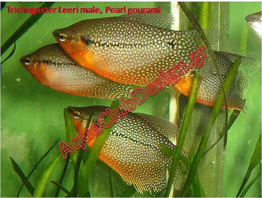 Gourami Pearl Trichopodus Leerii 4,5cm
