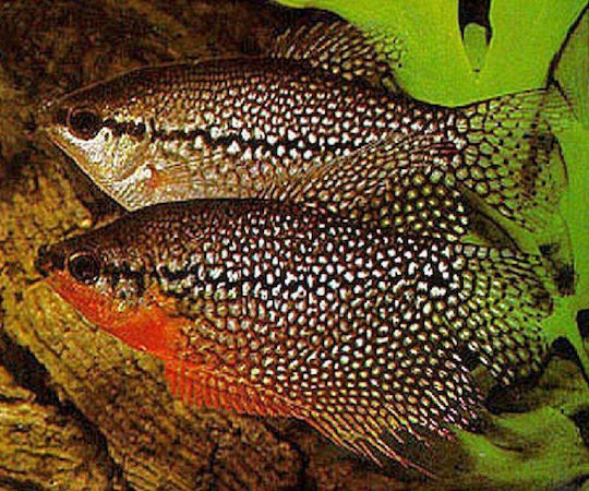 Gourami Pearl Trichopodus Leerii 4,5cm