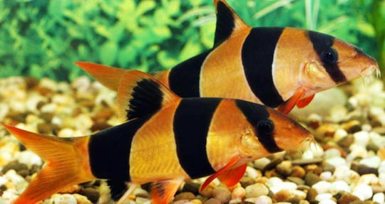 Abyssos Clown Loach (Chromobotia Macracanthus) 5cm