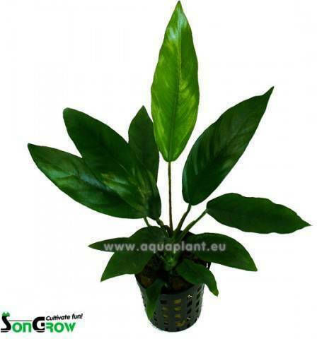 SonGrow Songrow Anubias Barteri Glabra