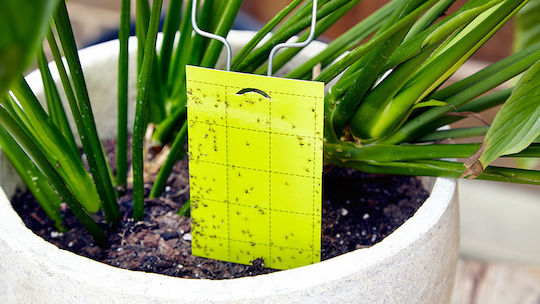 Aeroxon Traps for Mosquitoes / Flies 10pcs