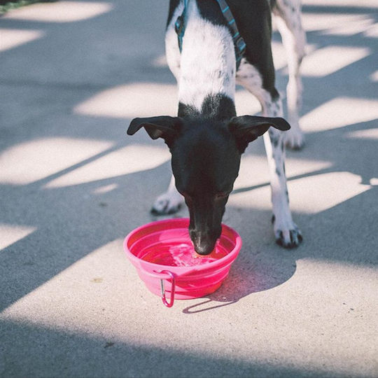 Zee-Dog Bowl Silicone Food & Water for Dog & Cat 500ml 17.5cm in Pink Color