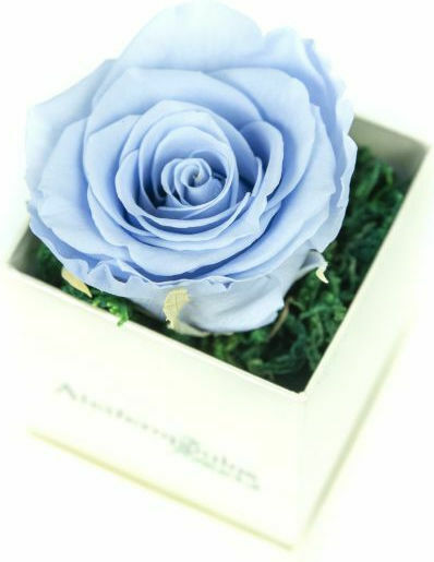 Trandafir Etern Light Blue 9cm în cutie Aleiferopoulos Flowers