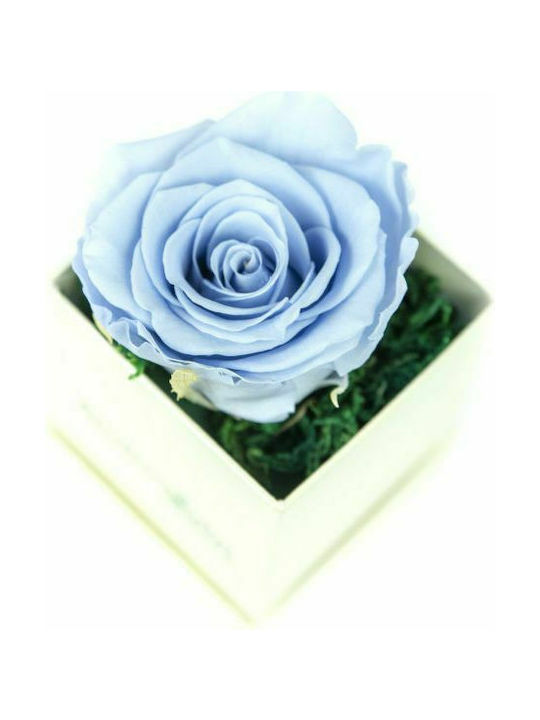 Aleiferopoulos Flowers Eternal Rose Light Blue 9cm in Box 1pcs