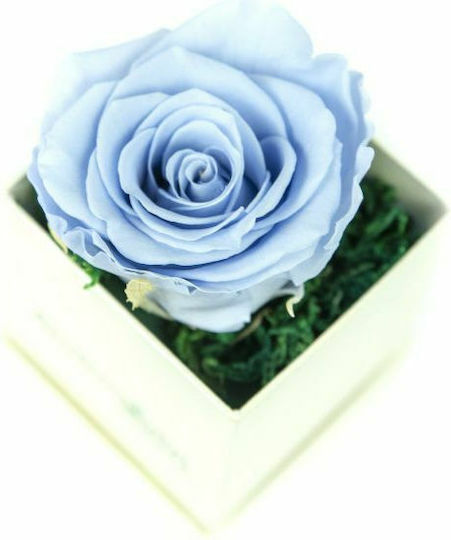 Всички Светии Роза Синя в Кутия Aleiferopoulos Flowers Всички Светии Роза Синя в Кутия Aleiferopoulos Flowers