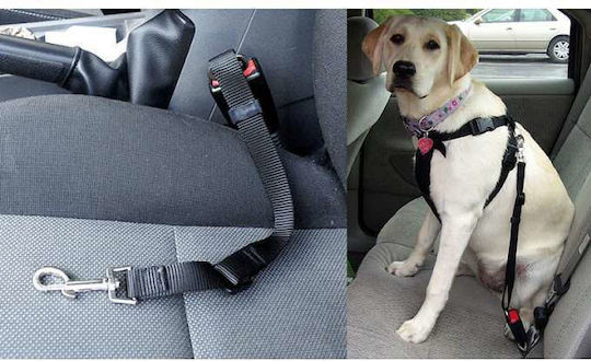 Fio Seatbelt Car for Dog