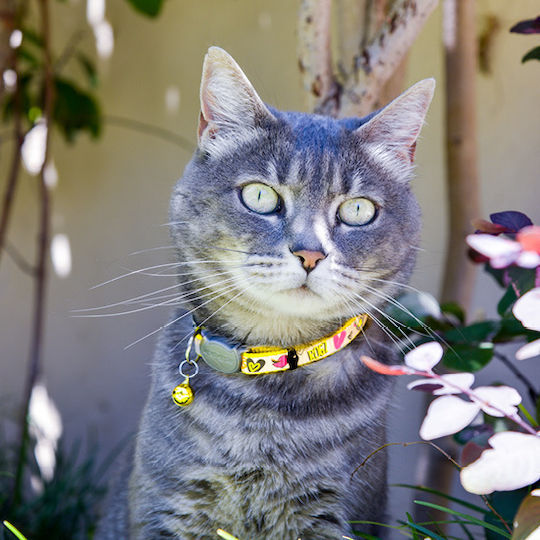 Rogz Reflectocat S Katzenhalsband Klein Rote