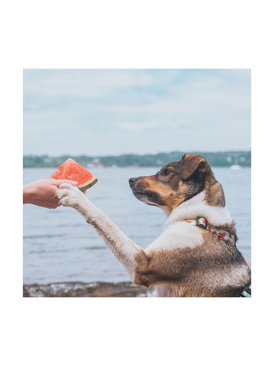 Max & Molly Нагръдник за куче Watermelon X-Small 1мм x 32-40см MM0179
