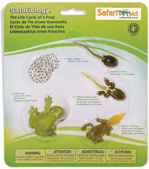 Safari Ltd Κύκλος Ζωής ενός Βατράχου STEM Educational Game Knowledge for 4+ Years Old