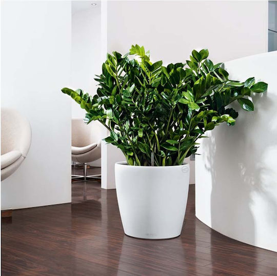 Lechuza Classico Self-watering Pot Plastic White 34.5x34.5x32.5cm.