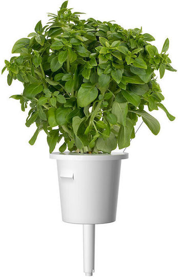 Click and Grow Σπόροι Λάχανου Πολύχρωμο 9τμχ