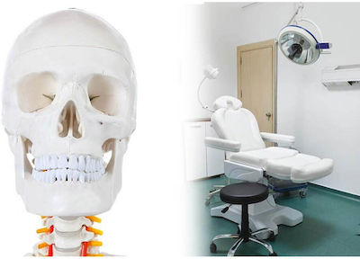 Aria Trade Medical Training Human Skeleton Manikin