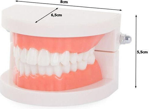 Manechin De Antrenament Medical Craniu/Cap