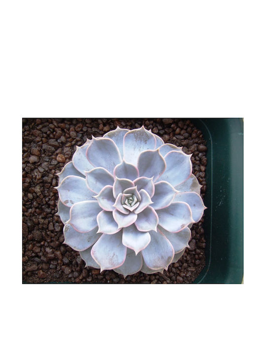 Echeveria Lilacina 5.5cm