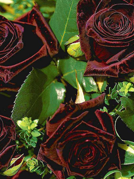 Rose Baccarat negru 2lt