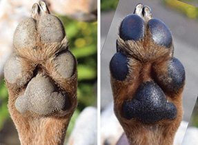 Natural Dog Paw Soother για Πατούσες Σκύλου 60ml